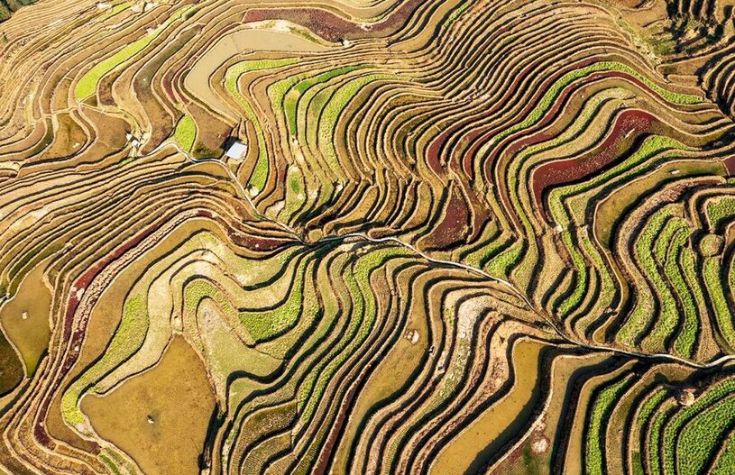 دیدنی های امروز؛ از دهمین سالگرد هواپیمای مفقود شده مالزی تا توفان برفی آمریکا شالیزارهای استان "گویژو"