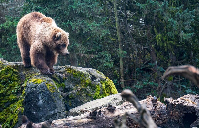 دیدنی های امروز؛ از دهمین سالگرد هواپیمای مفقود شده مالزی تا توفان برفی آمریکا یک خرس گریزلی