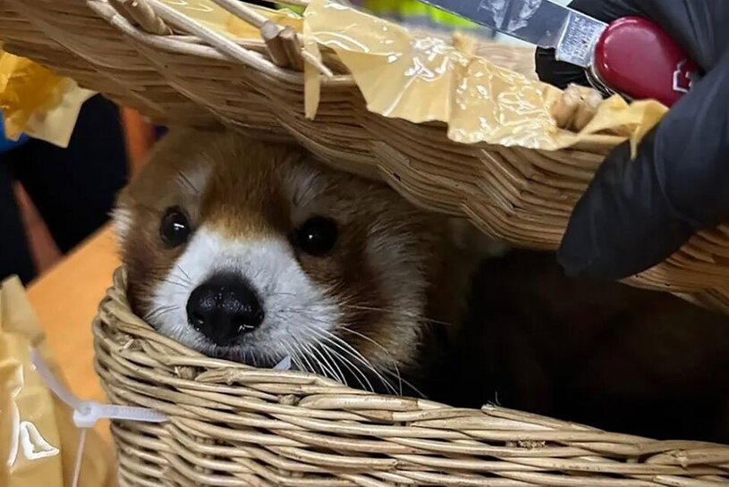 دیدنی های امروز؛ از جشنواره آیینی هندوها تا گردن آویز ترامپ پاندا قرمز قاچاق گمرک تایلند