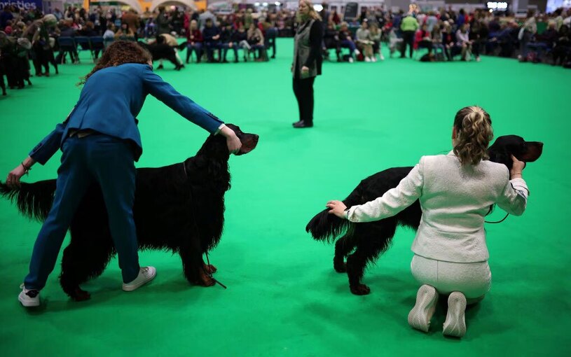 دیدنی های امروز؛ از روز جهانی زن تا نمایشگاه سگ های خانگی نمایشگاه سالانه سگ های خانگی در بیرمنگام
