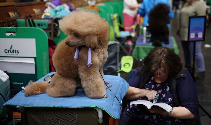 دیدنی های امروز؛ از روز جهانی زن تا نمایشگاه سگ های خانگی نمایشگاه سالانه سگ های خانگی در بیرمنگام