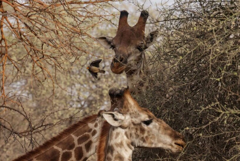 دیدنی های امروز؛ از روز جهانی زن تا نمایشگاه سگ های خانگی منطقه حفاظت شده "باندیا"