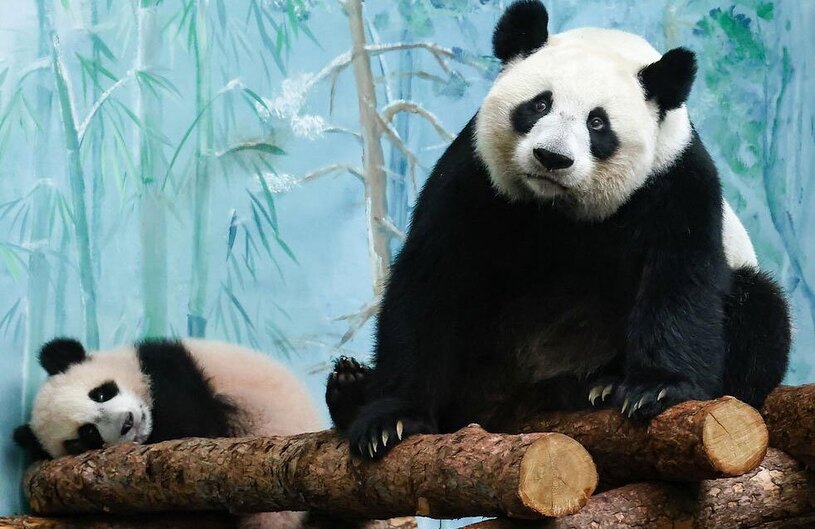 دیدنی های امروز؛ از روز جهانی زن تا نمایشگاه سگ های خانگی پانداهای باغ وحش شهر مسکو