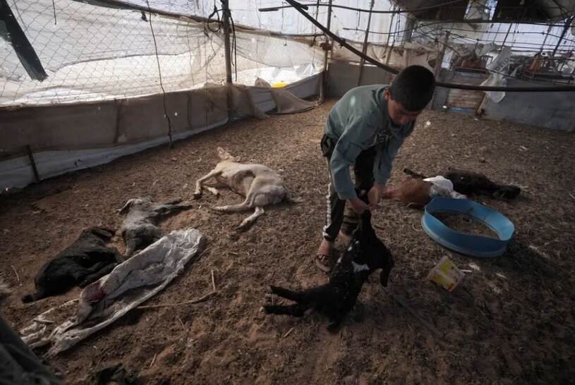 بزهای کشته شده در حمله شبانه اسرائیل 