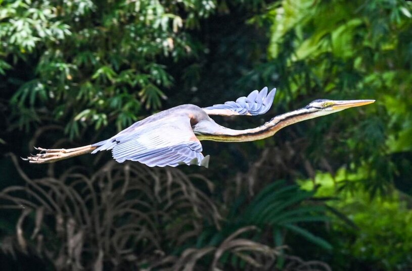 دیدنی های امروز؛ از آداب رمضانی تا فمنیست های حامی فلسطین پرواز یک حواصیل بنفش