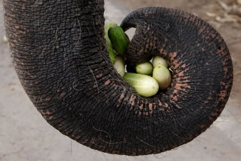 غذا دادن به فیل ها