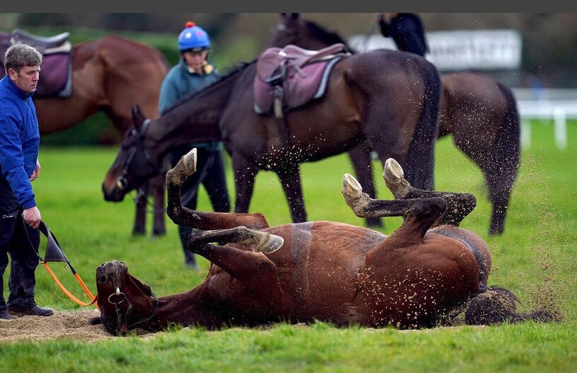 در جشنواره اسب سواری چلتنهام 2024 در انگلیس