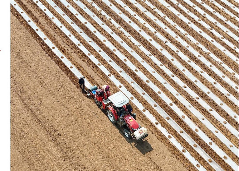 دیدنی های امروز؛ از رمضان در کشورهای مختلف تا جمعیت عظیم تماشاگران مسابقات اسب دوانی یک دستگاه در حال کاشت دانه در مزرعه سیب زمینی
