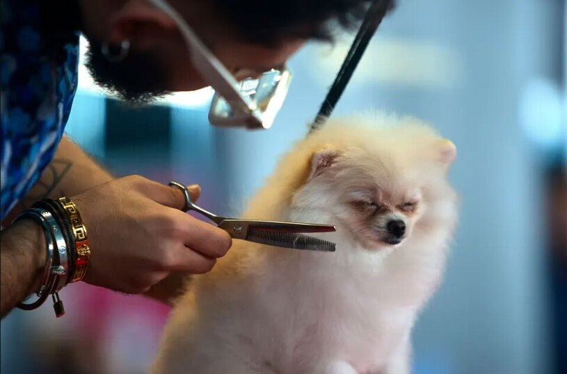 دیدنی های امروز؛ از رژه روز سن پاتریک تا افطاری های رمضانی نمایشگاه سگ های خانگی در بخارست