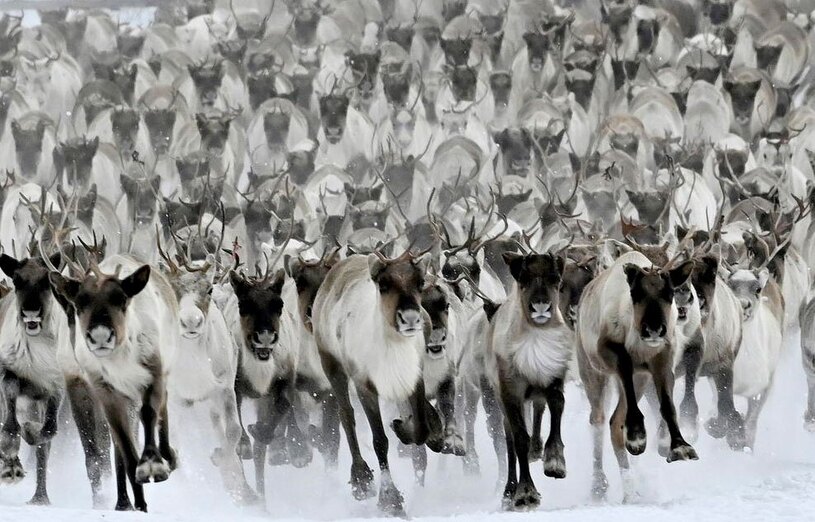 گله ای از گوزن های شمالی