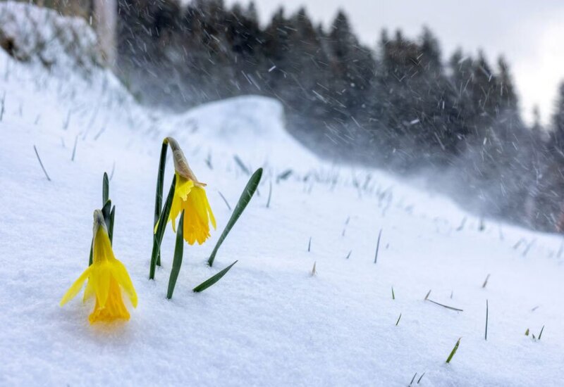 دیدنی های امروز؛ از شستن پای زنان زندانی از سوی پاپ تا تصاویر برگزیده طبیعت 2024 رویش گل نرگس در کوهستان