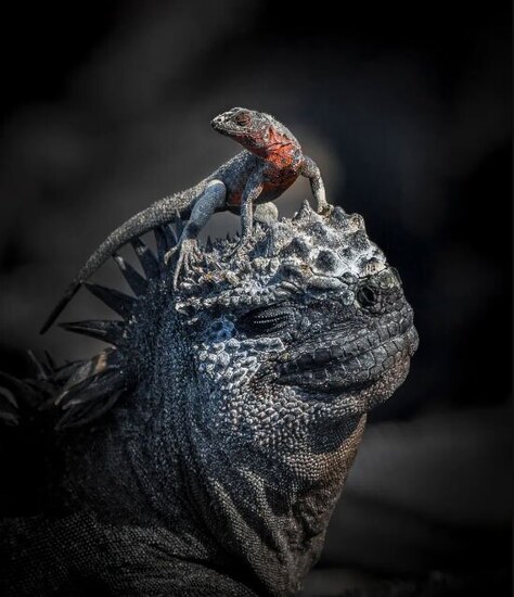 دیدنی های امروز؛ از شستن پای زنان زندانی از سوی پاپ تا تصاویر برگزیده طبیعت 2024 مسابقه عکاسی طبیعت 2024