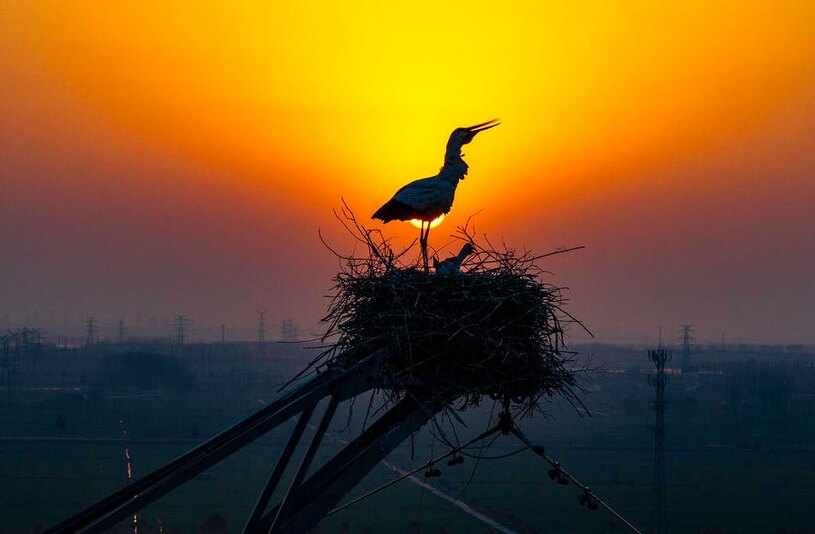 دیدنی های امروز؛ از مراسم عید پاک تا آیین های رمضانی لکلکهای سفید شرقی روی یک سازه آهنی در استان جیانگسو چین