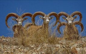 پارک ملی گلستان