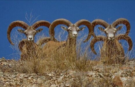 پارک ملی گلستان