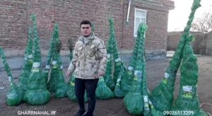 تخفیف ویژه تا آخرسال، خرید نهال لیبردار میوه وبادام فقط وفقط ۳۰ هزار تومان