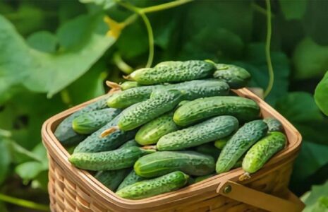 فواید خیار برای سلامتی فواید خیار برای سلامتی