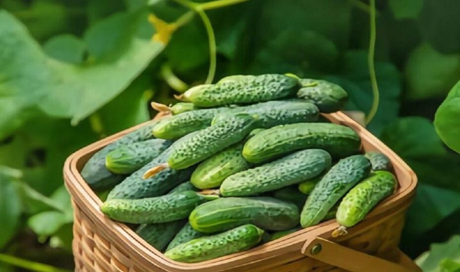 فواید خیار برای سلامتی