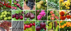 تخفیف ویژه تا آخرسال، خرید نهال لیبردار میوه وبادام فقط وفقط ۳۰ هزار تومان