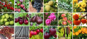آخرین فرصت خرید نهال ۳۰ هزارتومانی تا ۱۳دهم فرودین ماه