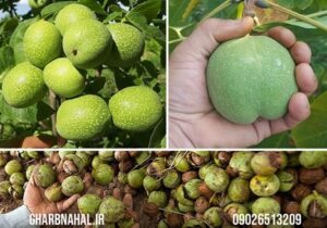 خرید نهال گردو دیر گل ژنوتیپ با قیمت 80 هزار تومان با فرصت 3 روزه