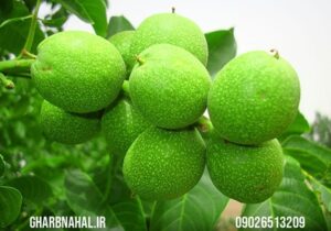 خرید نهال گردو دیر گل ژنوتیپ با قیمت 80 هزار تومان با فرصت 3 روزه