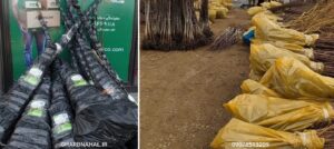 تخفیف ویژه تا آخرسال، خرید نهال لیبردار میوه وبادام فقط وفقط ۳۰ هزار تومان