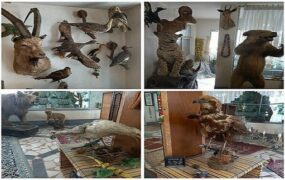 کشف ۲۴ گونه حیوان تاکسیدرمی