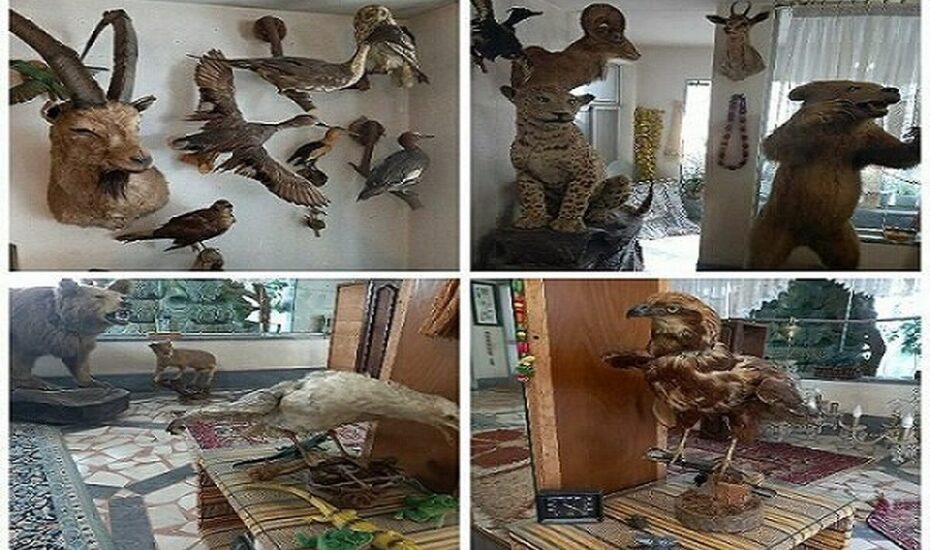 کشف ۲۴ گونه حیوان تاکسیدرمی
