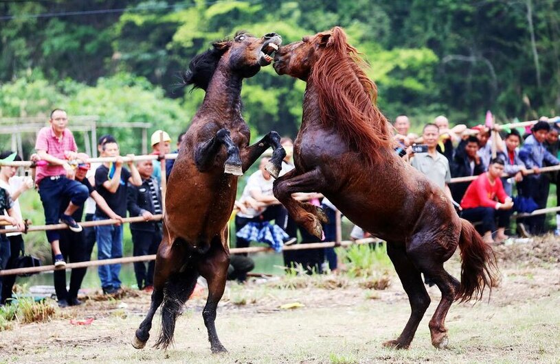 نبرد اسب ها در روستایی در چین