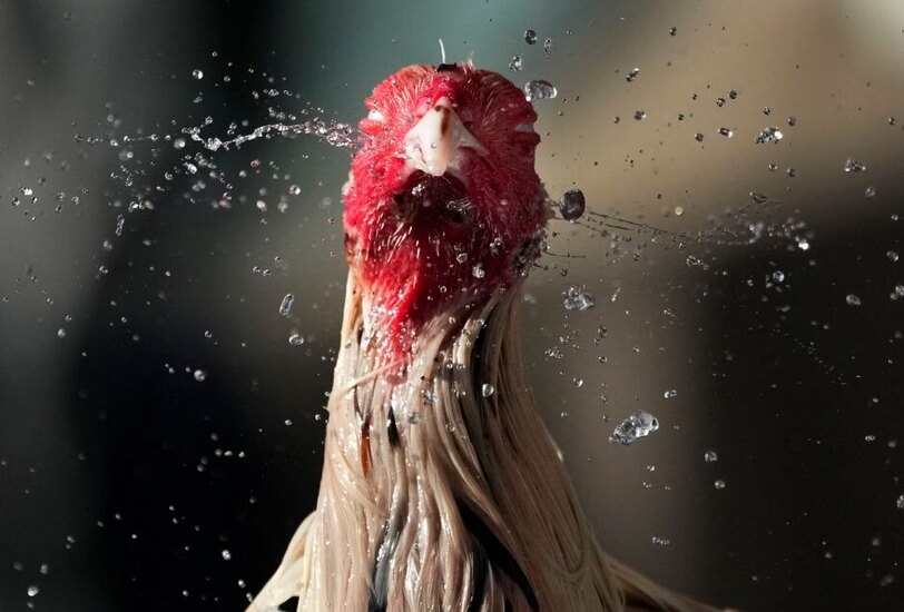 دیدنی های امروز؛ از جمع آوری خیابان خواب ها در آمریکا تا سفره های افطاری آب پاشیدن به یک خروس جنگی در فیلیپین