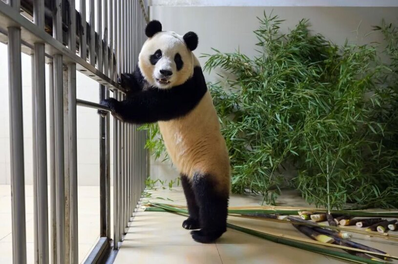 حفاظتگاه ملی وولنگ در سیچوان چین