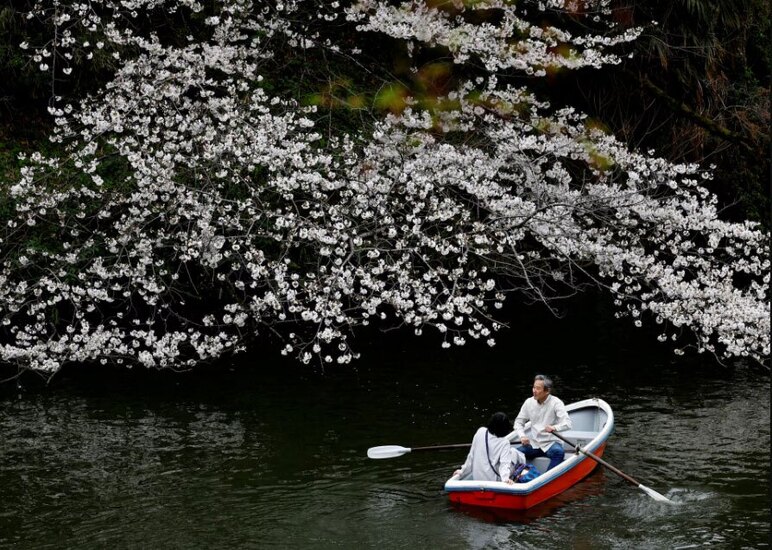 شکوفه های گیلاس در پارکی در شهر توکیو ژاپن