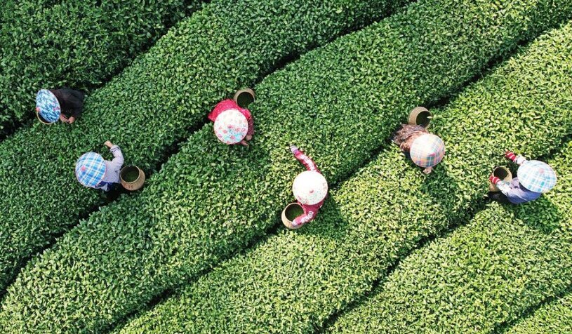 برداشت برگ سبز چای در هانگژو چین