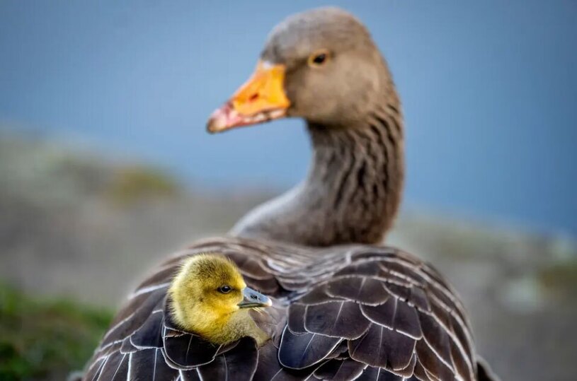 دیدنی های امروز؛ از جشنواره های آسیایی تا سال نو نپالی یک غاز و جوجه اش در فرانکفورت آلمان