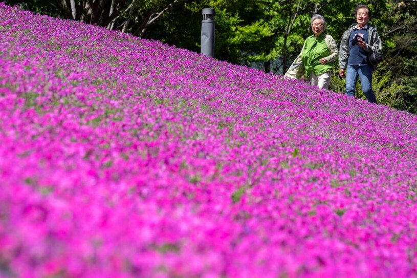 پارکی در شهر توکیو/