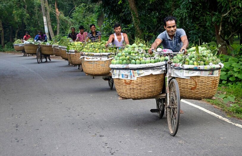 کشاورزان بنگلادشی در حال حمل محصول انبه به بازار