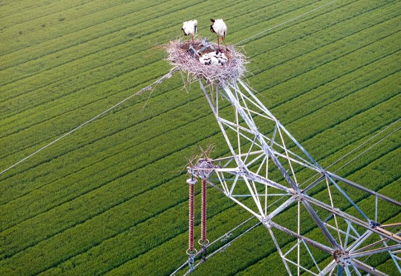 دیدنی های امروز؛ توفان اعتراضات دانشجویی حامیان فلسطین از آمریکا تا اروپا لک لک سفید شرقی