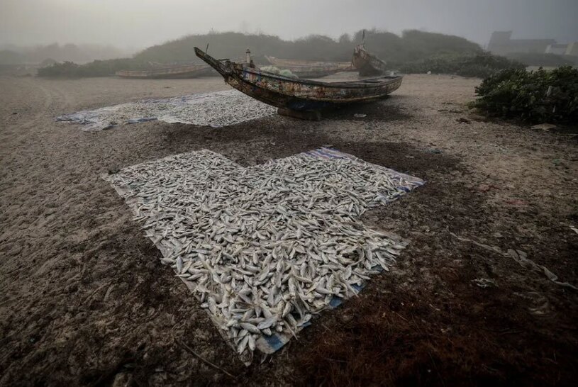 خشک کردن ماهی در ساحل سنگال