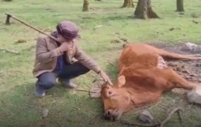 جنگل‌های ایران زباله‌ها