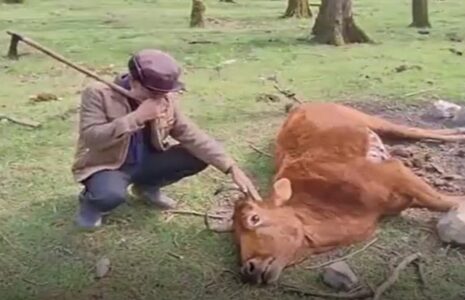 جنگل‌های ایران زباله‌ها