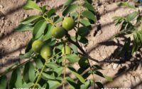 خرید نهال گردو دیر گل ژنوتیپ