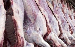 فروش گوسفند با کارت ملی