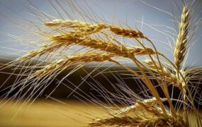 قیمت جدید گندم