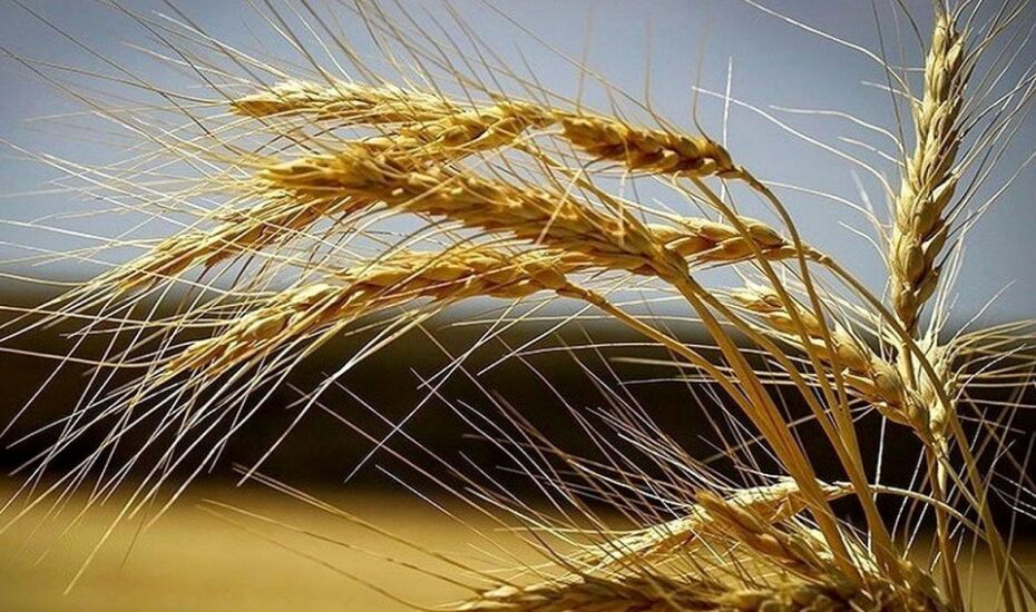 قیمت جدید گندم