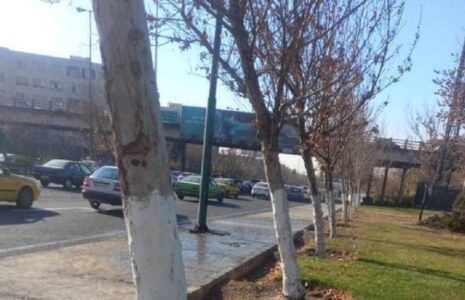 لمس درختان با "تنه‌ سفید" ممنوع