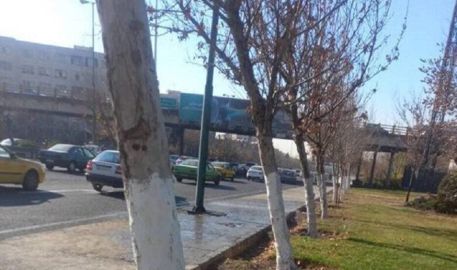 لمس درختان با "تنه‌ سفید" ممنوع