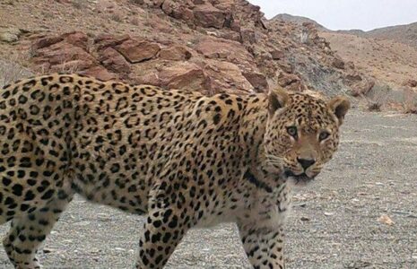 پلنگ در کوهسرخ خراسان رضوی