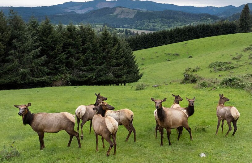 دیدنی های امروز؛ اعتراضات روز جهانی کارگر گله گوزن وحشی در اورگان آمریکا