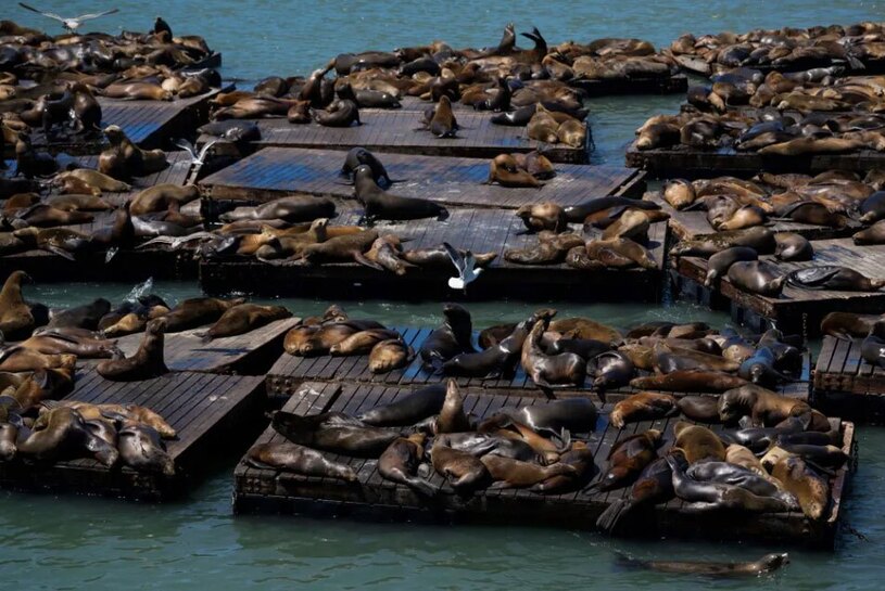 شیرهای دریایی در امتداد اسکله